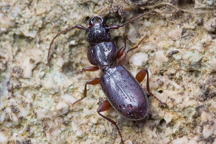 Siagona europaea da Malta